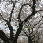 桜、散ってきましたが、それも美しいですね。